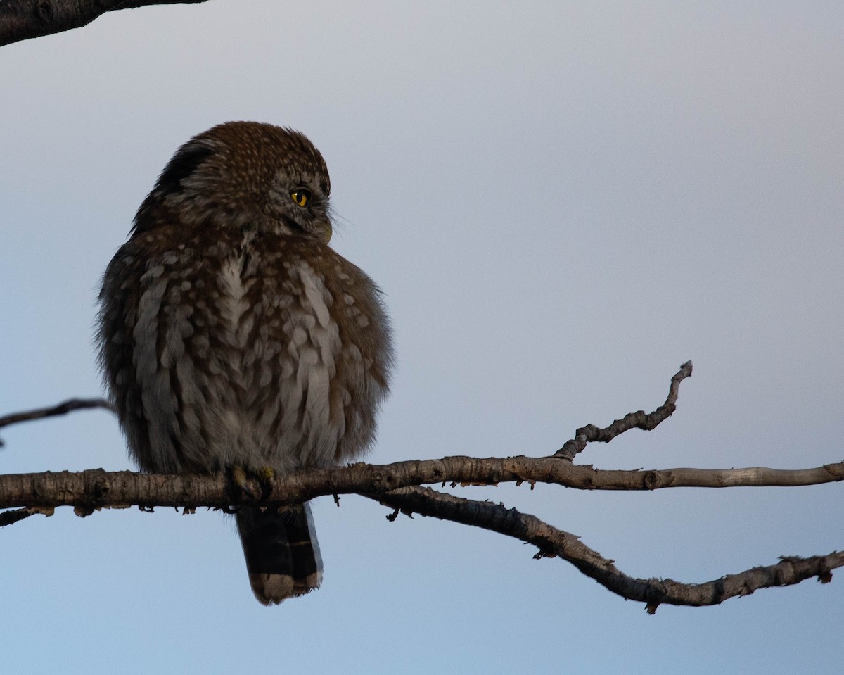 Austral Pygmy-Owl - ML269437351