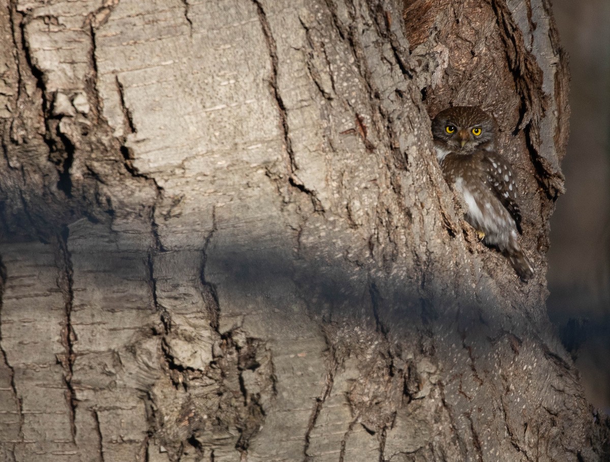 Austral Pygmy-Owl - ML269437361