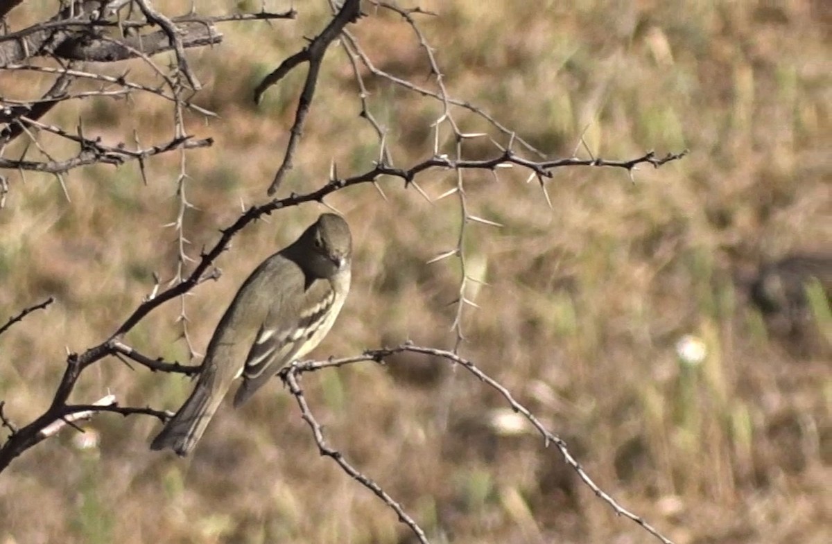 White-crested Elaenia - ML269438261