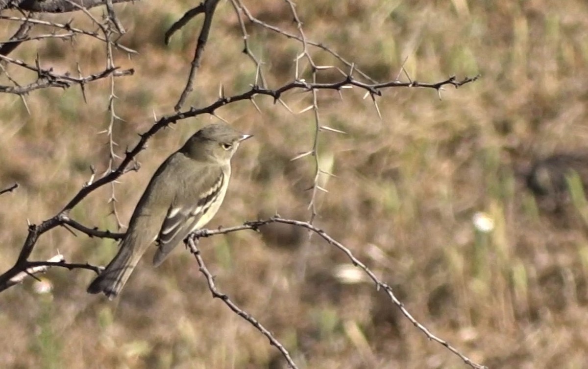 White-crested Elaenia - ML269438271