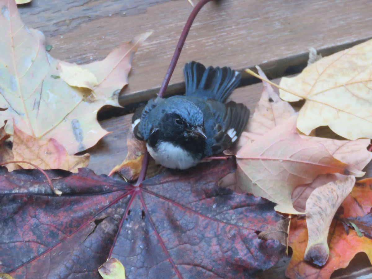Black-throated Blue Warbler - ML269438741