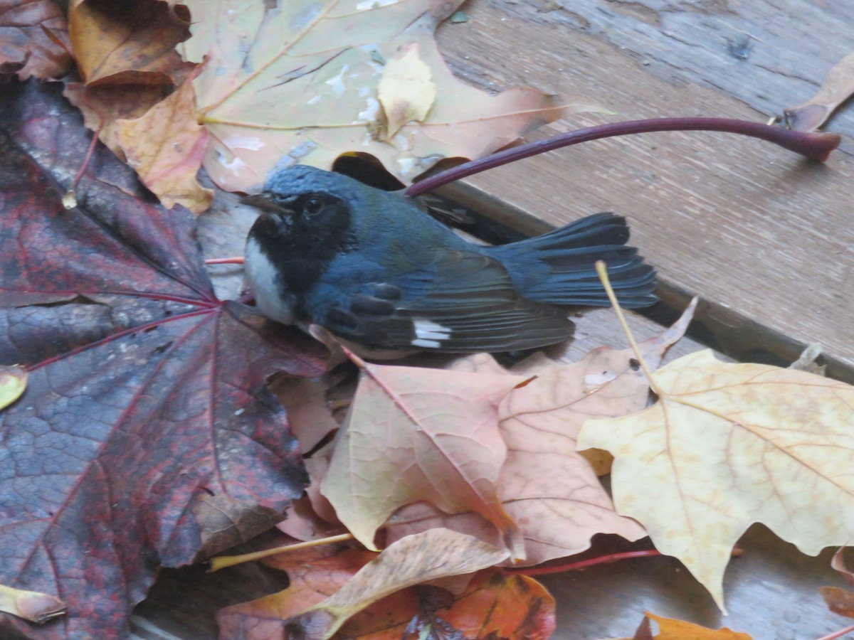 Black-throated Blue Warbler - ML269438751