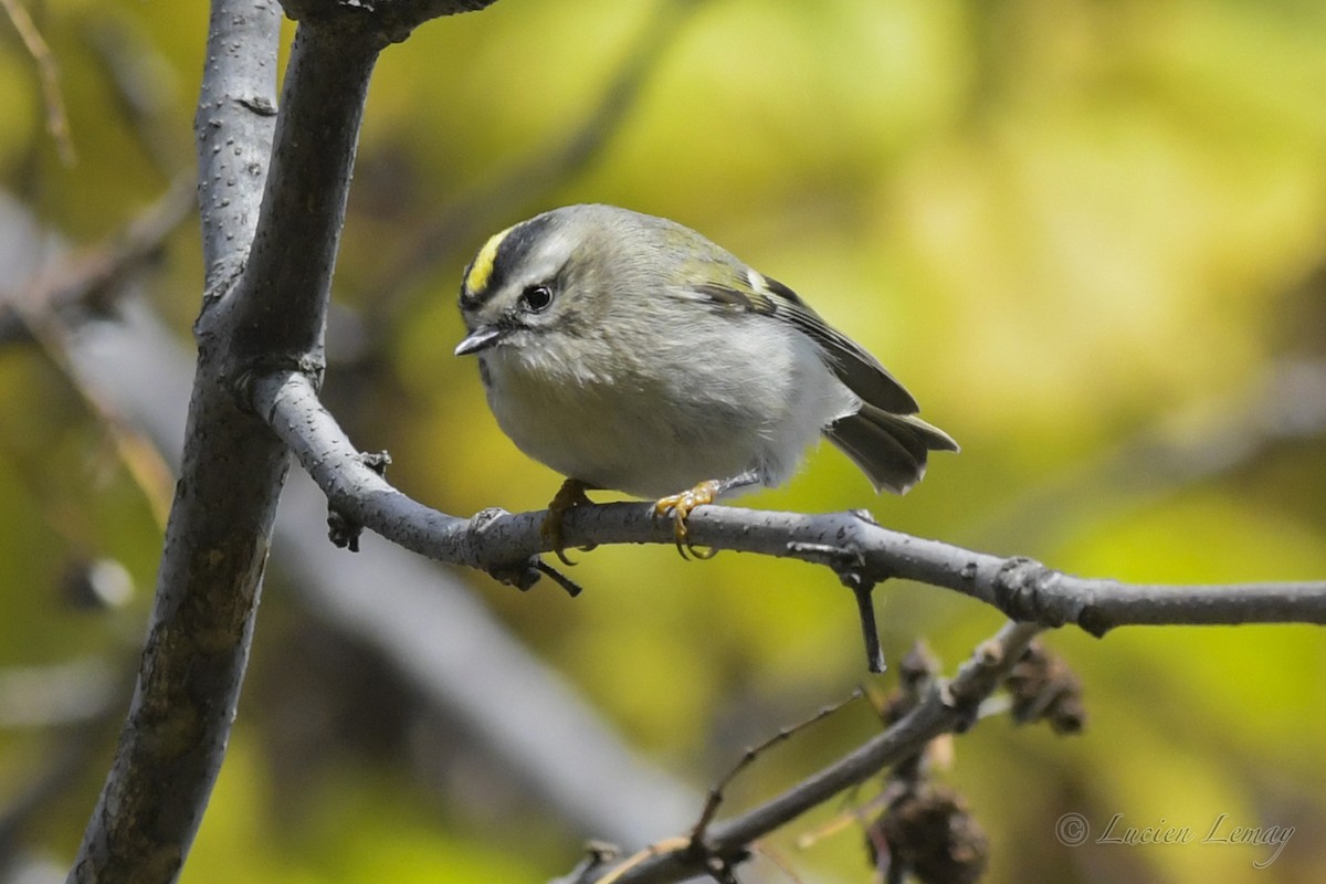 Golden-crowned Kinglet - Lucien Lemay