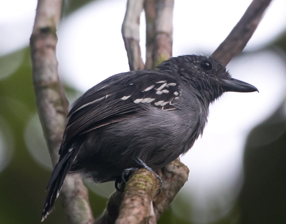 Black-crowned Antshrike - ML269443211