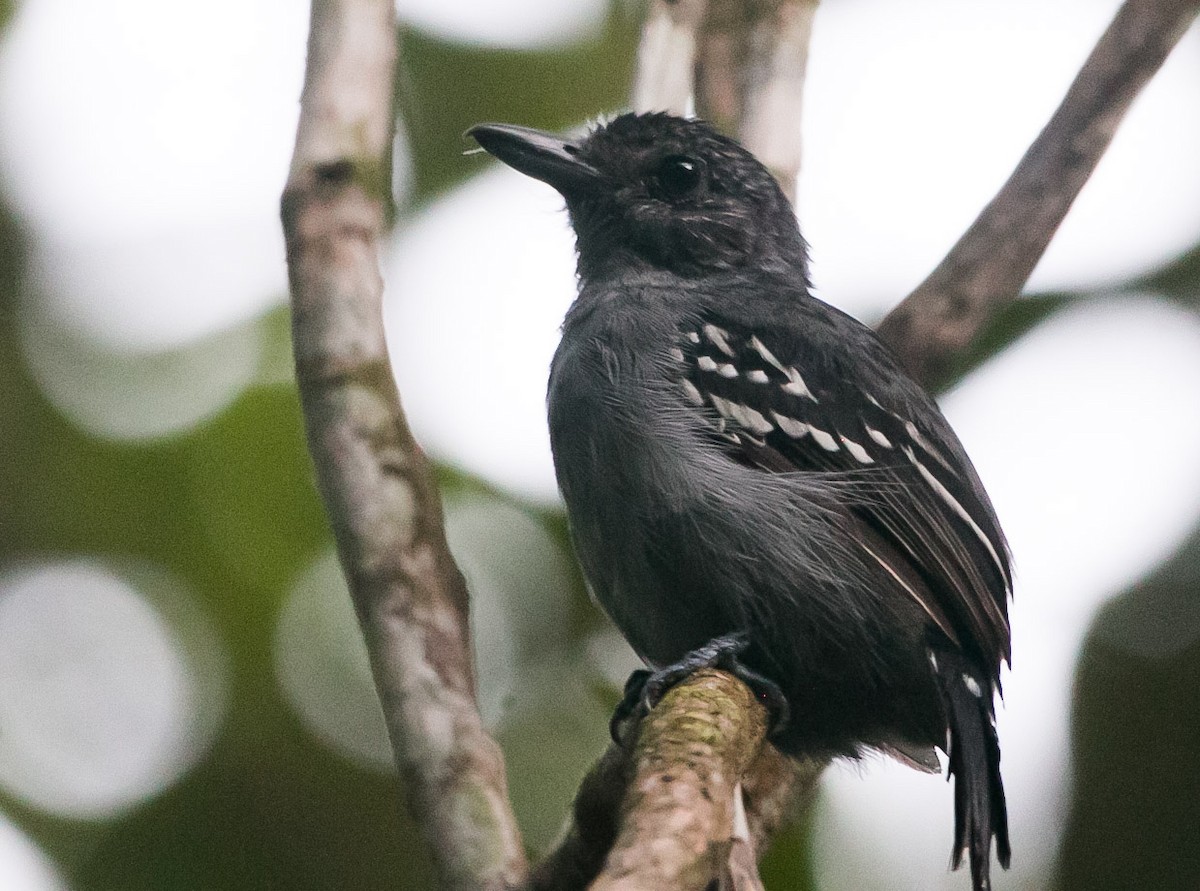 Black-crowned Antshrike - ML269443251
