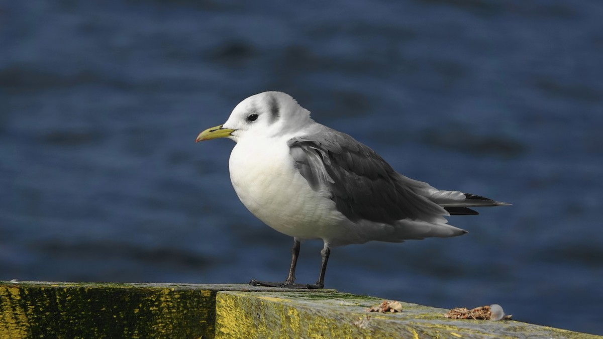 Mouette tridactyle - ML269443531