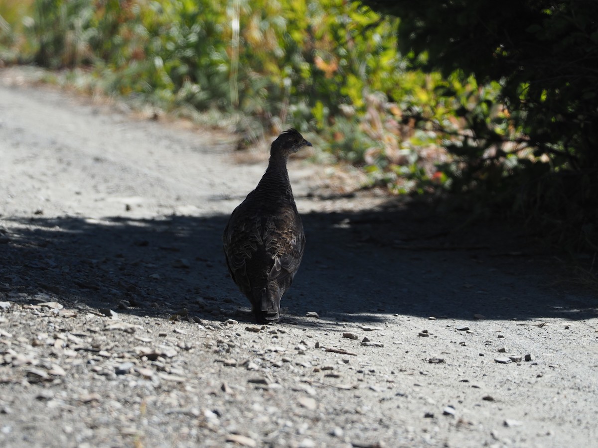 Dusky Grouse - ML269443561