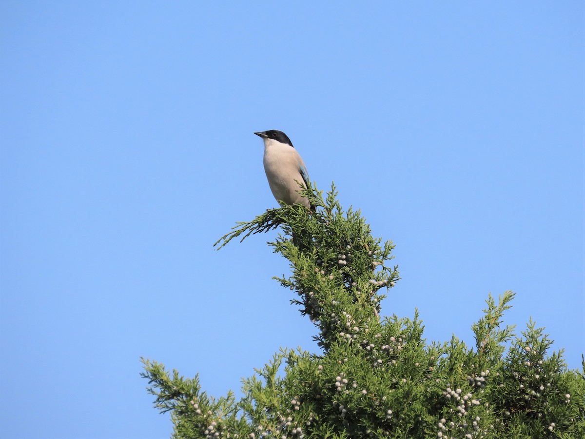Azure-winged Magpie - ML269443611