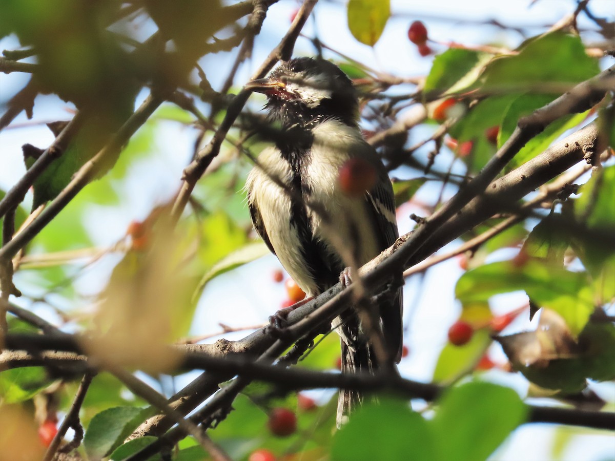 Asian Tit - ML269443631