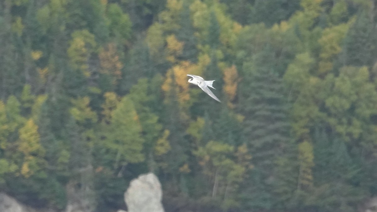 Common Tern - Barry Day