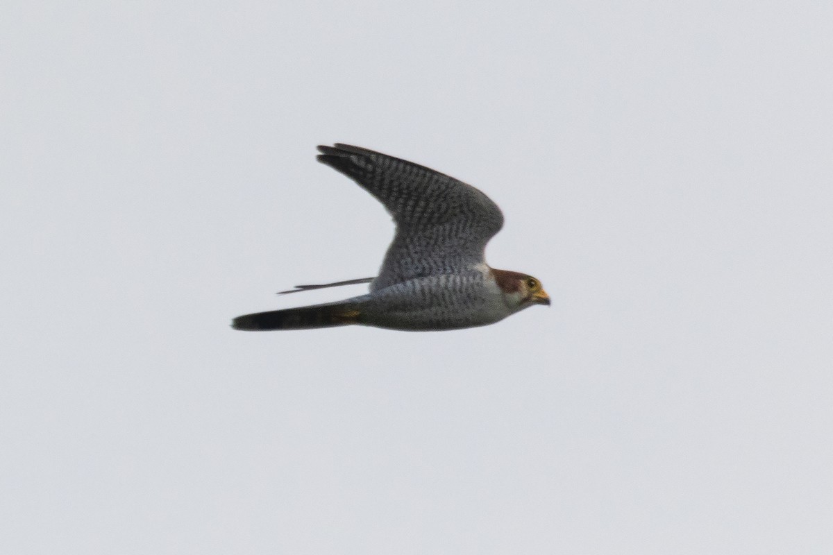 Red-necked Falcon - ML269444401