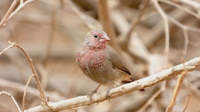 Brown Firefinch - ML269444601