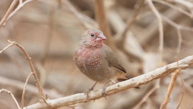 Brown Firefinch - ML269444641