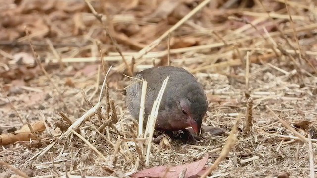 Brown Firefinch - ML269444681