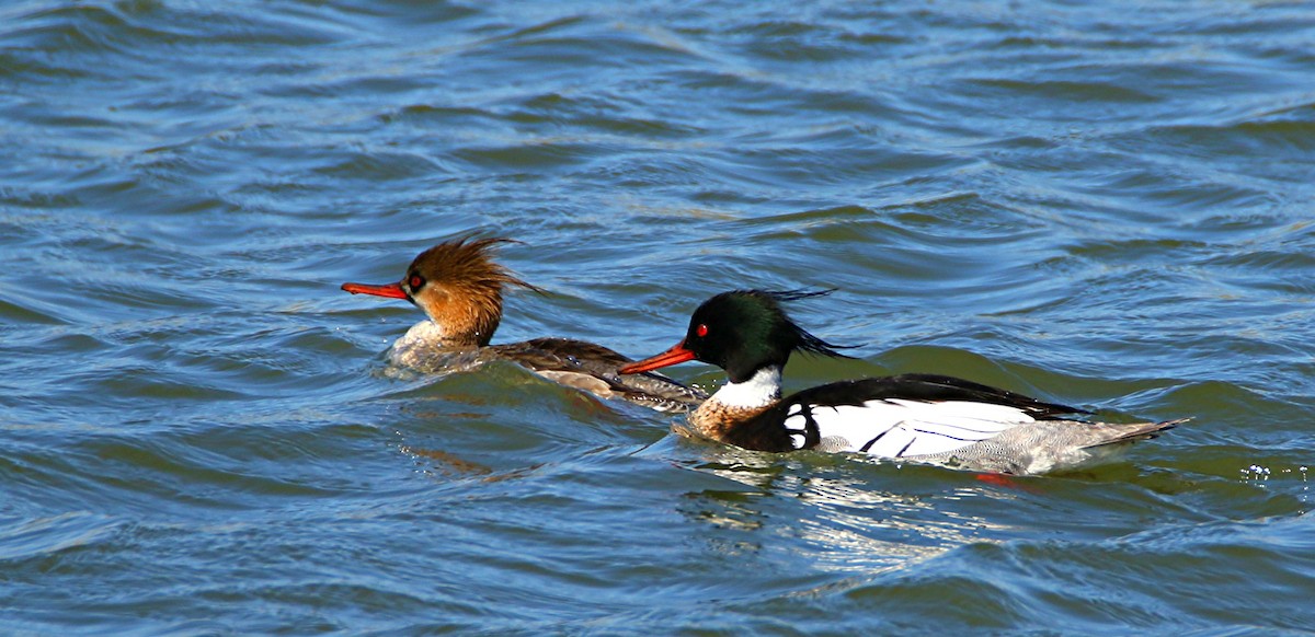 Red-breasted Merganser - ML26944581