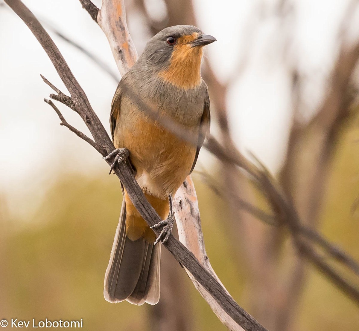 Red-lored Whistler - ML269446641