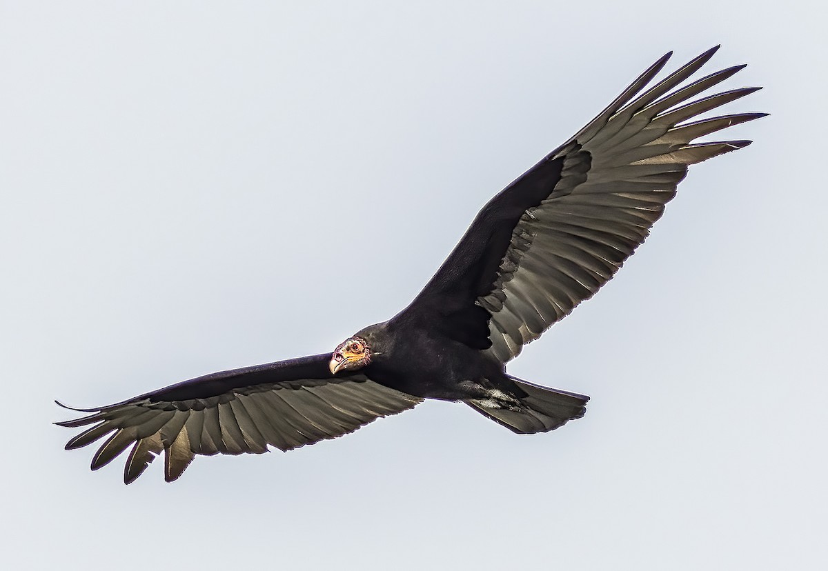 Lesser Yellow-headed Vulture - Brad Singer