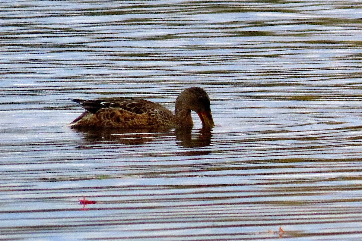 Northern Shoveler - ML269448791