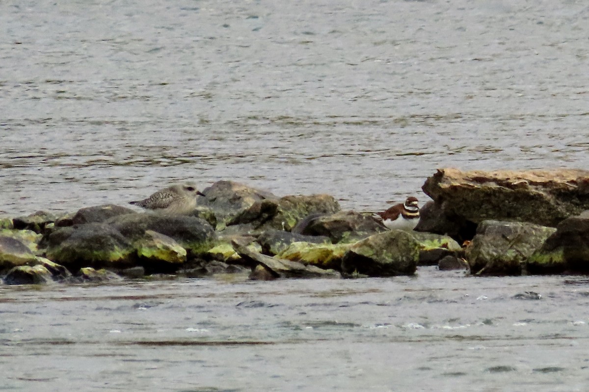 Black-bellied Plover - ML269449521