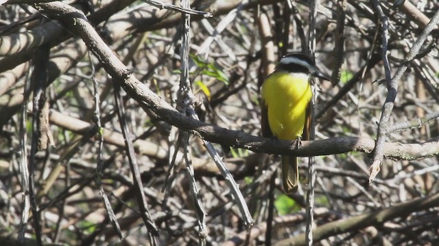 Lesser Kiskadee - ML269450571