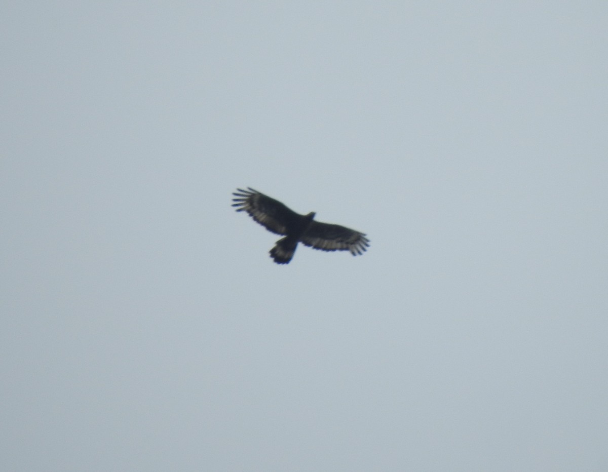 Oriental Honey-buzzard - ML269452721