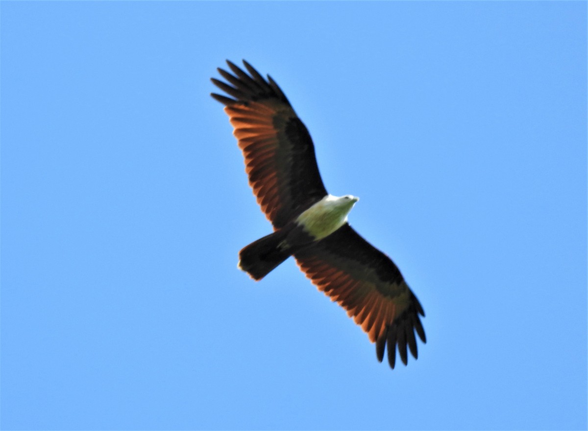 Brahminy Kite - ML269452831