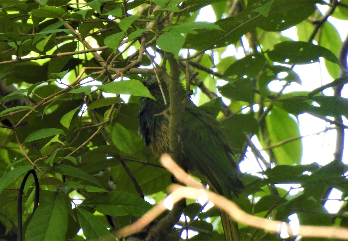 Blue-bearded Bee-eater - ML269452861