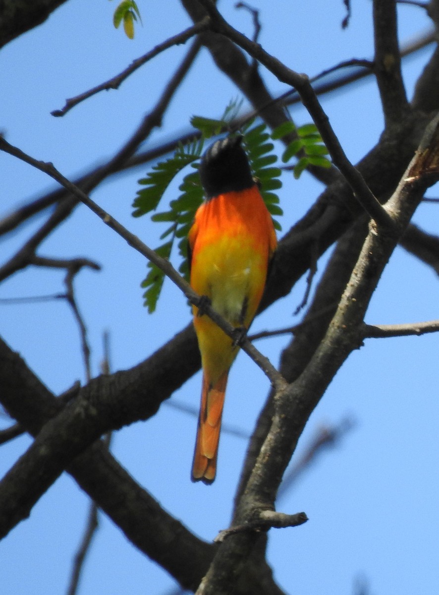 Orange Minivet - Mujeeb PM