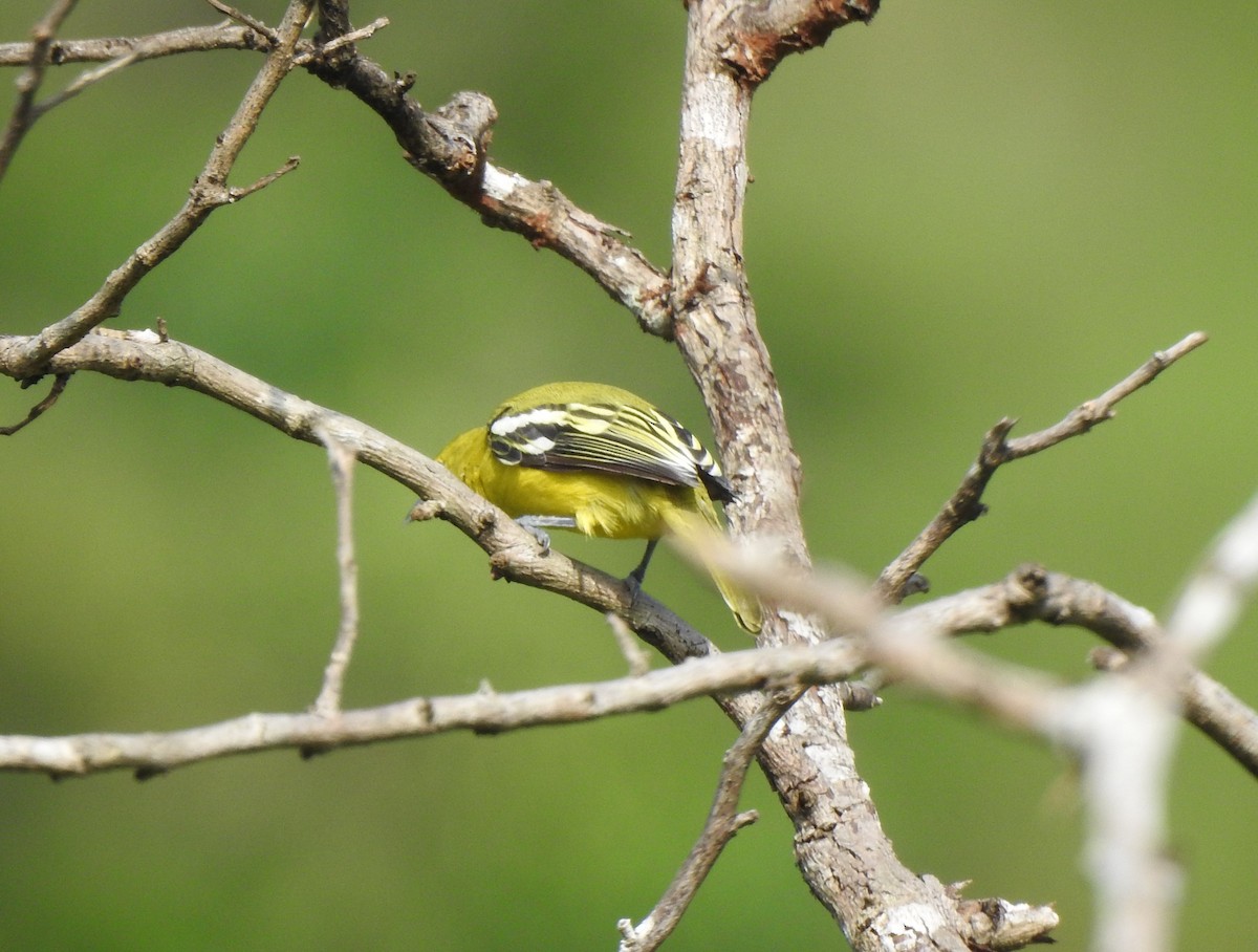 Common Iora - ML269452951