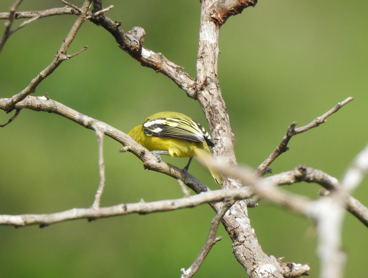 Common Iora - ML269452951