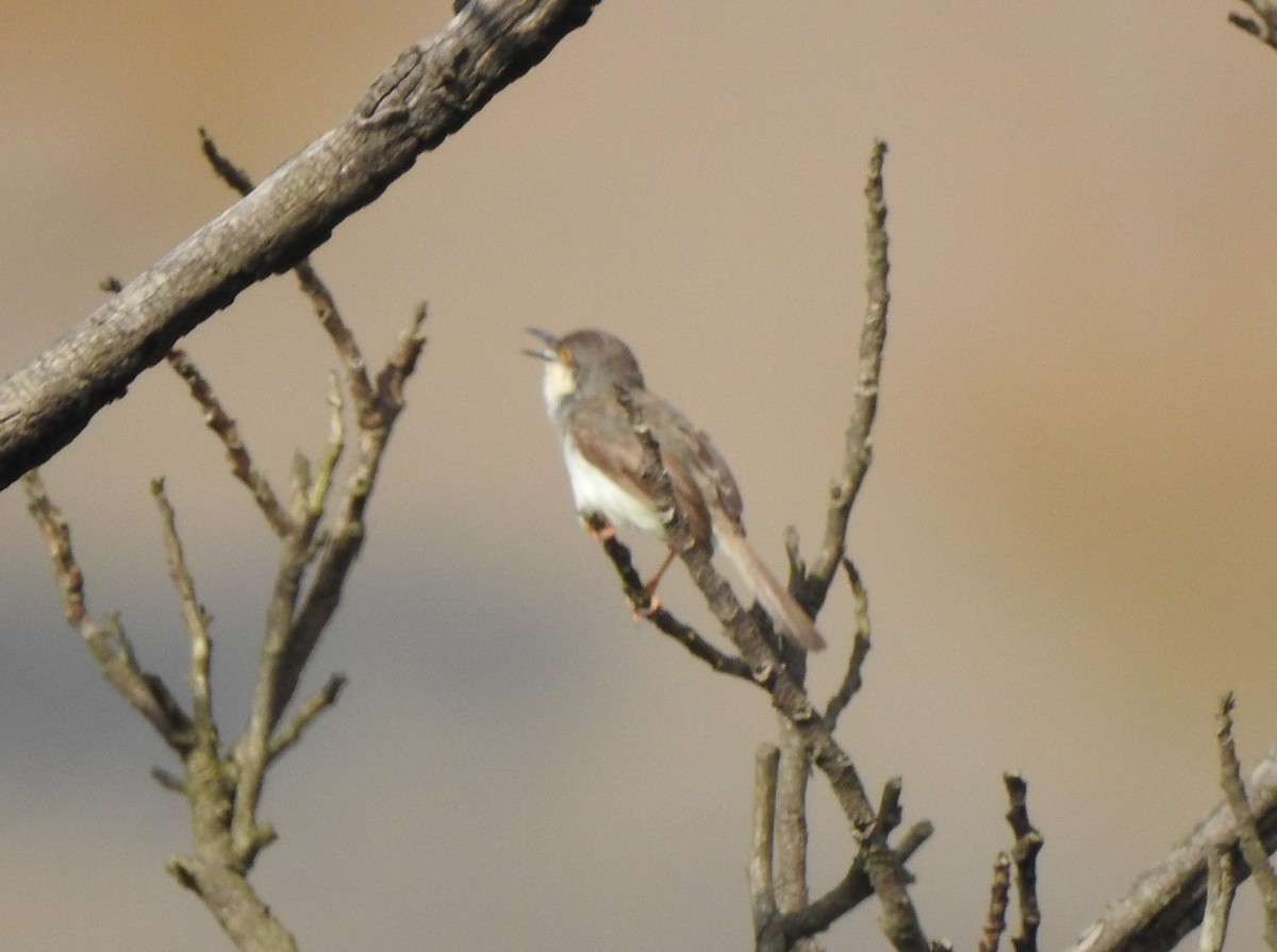 Gray-breasted Prinia - ML269452961