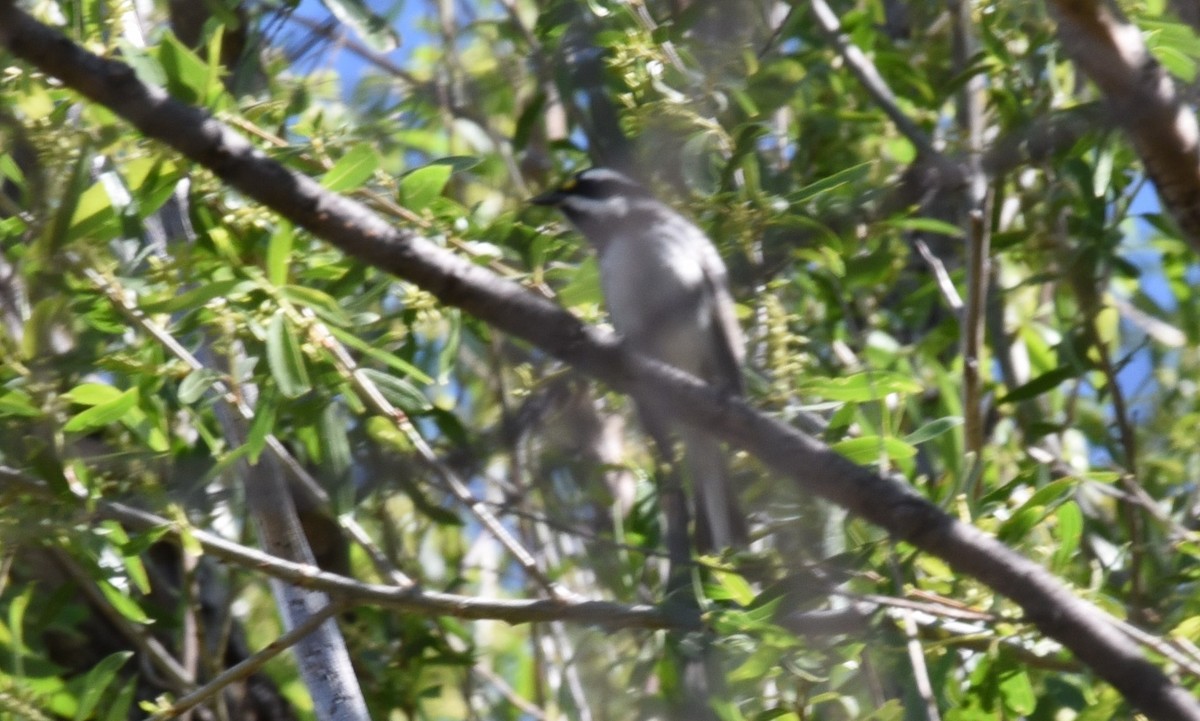 Black-throated Gray Warbler - ML26945431