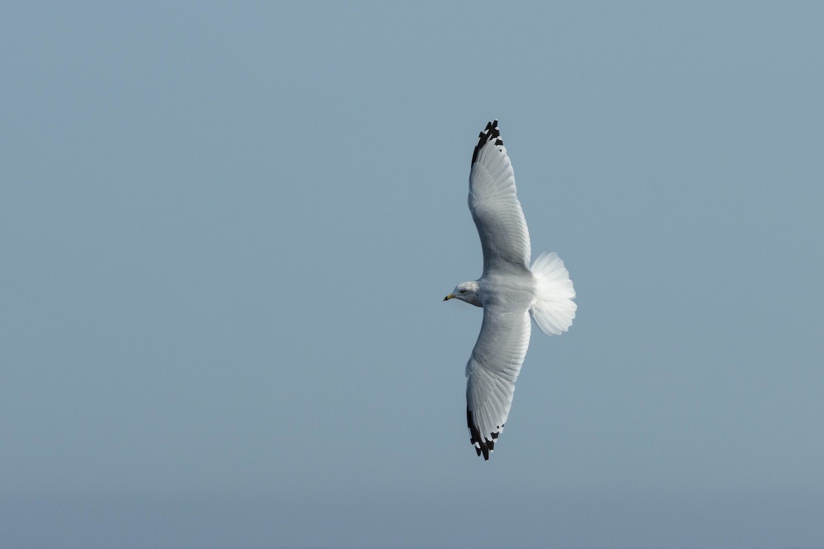 Ring-billed Gull - ML269454451