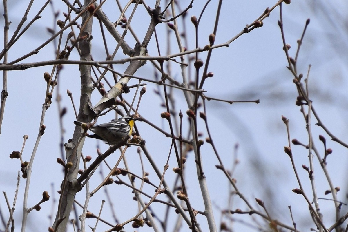 Yellow-throated Warbler - ML26945451