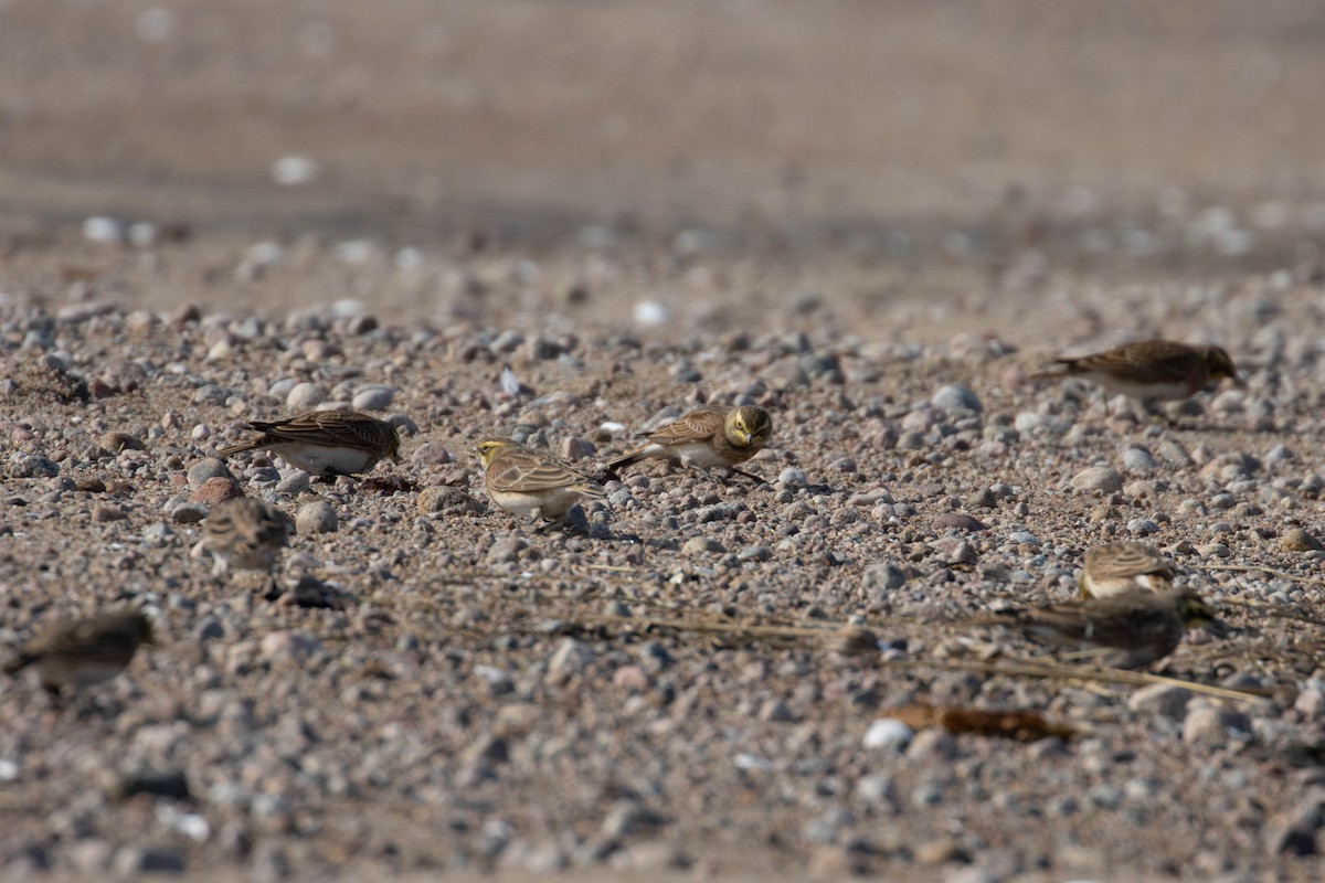 Horned Lark - ML269455281