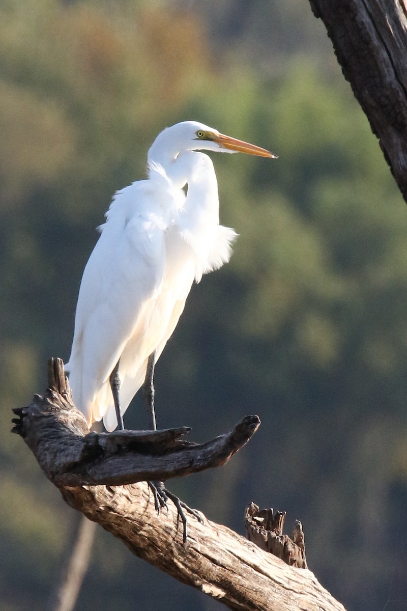 Great Egret - ML269455421