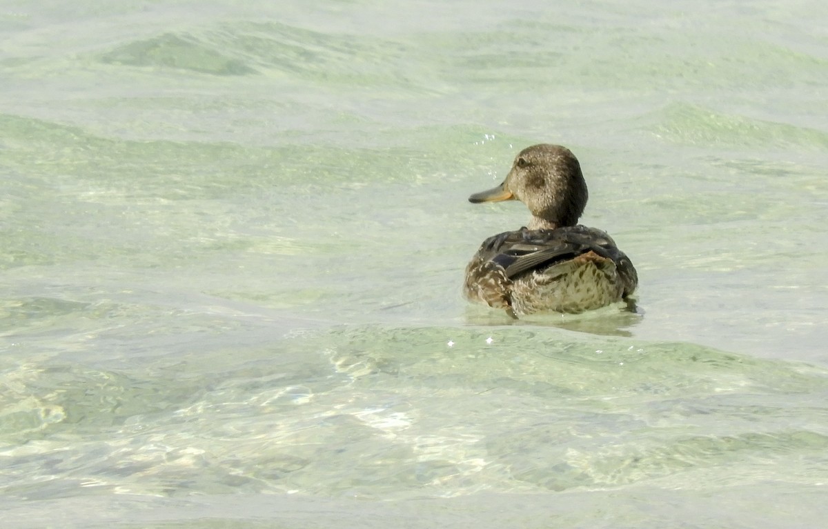 Green-winged Teal (Eurasian) - ML269456471