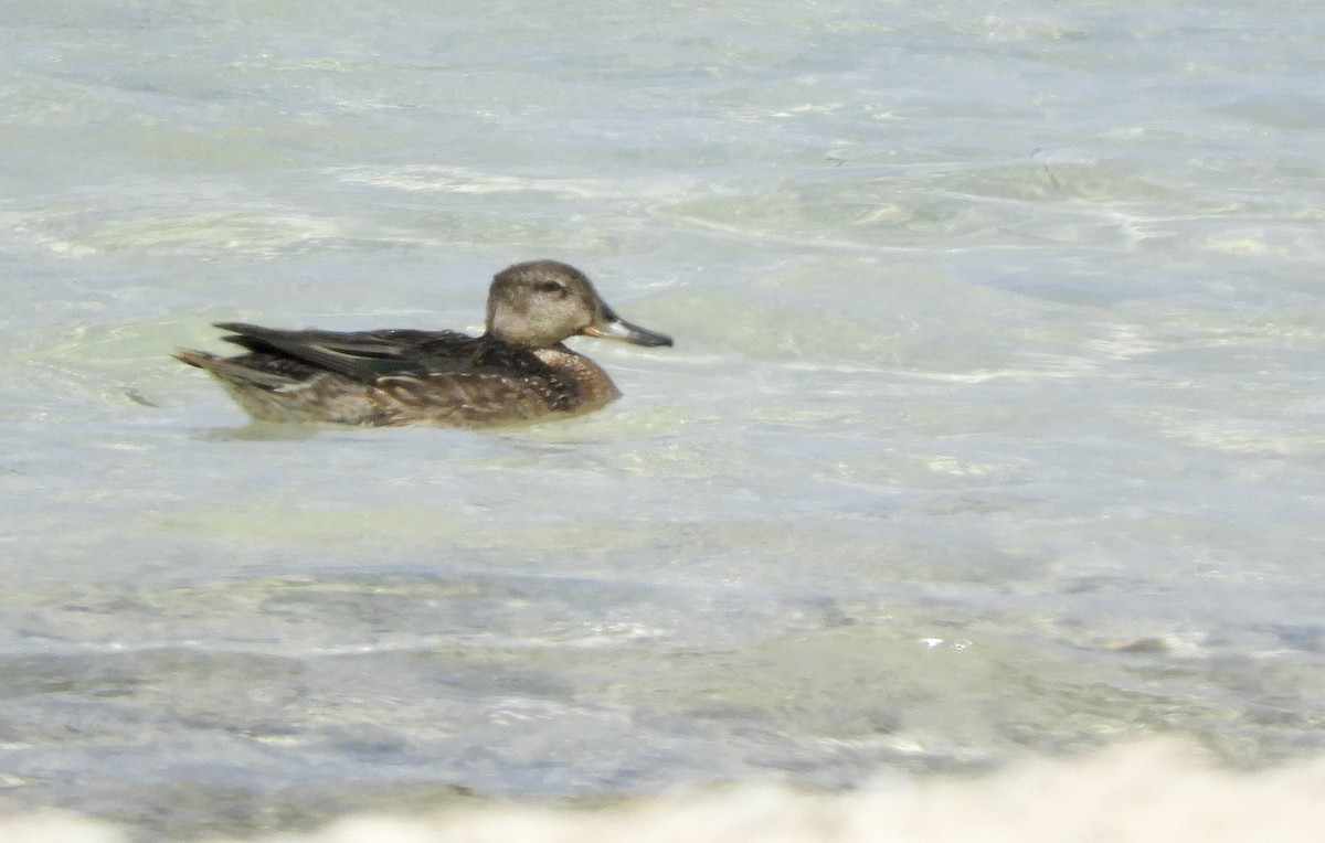 Green-winged Teal (Eurasian) - Georgina Cole