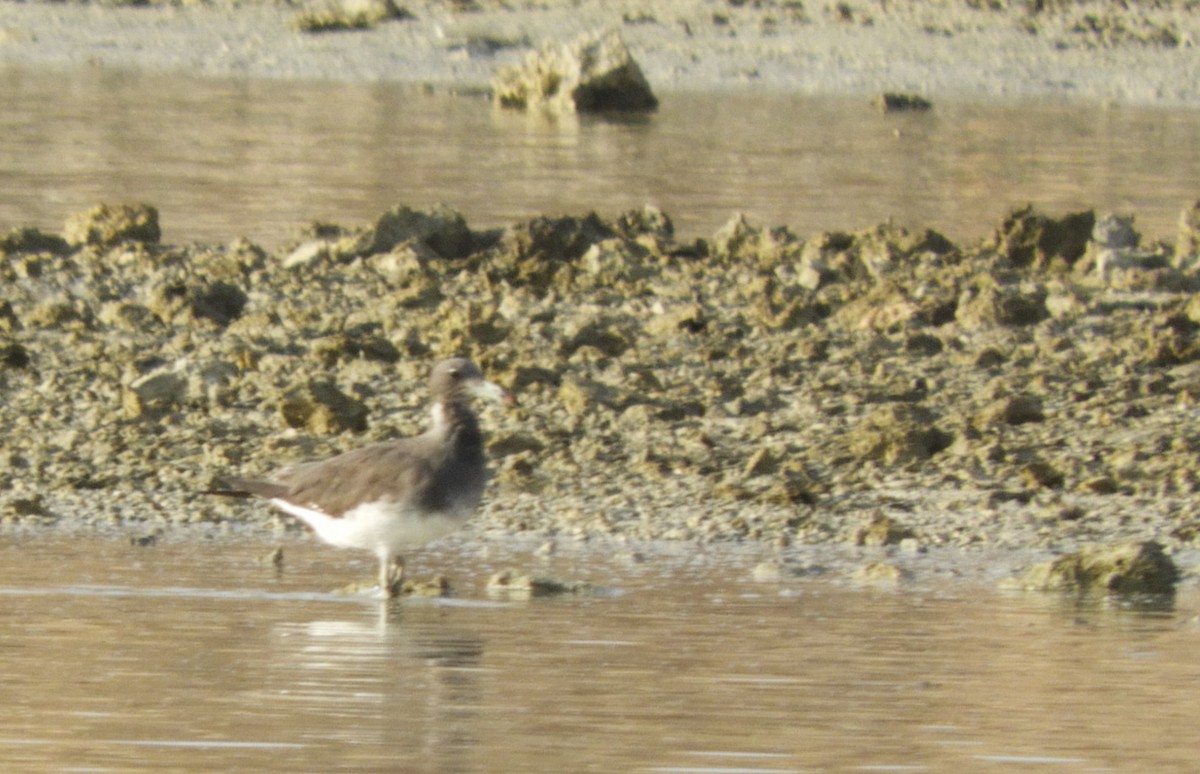 Sooty Gull - ML269456541