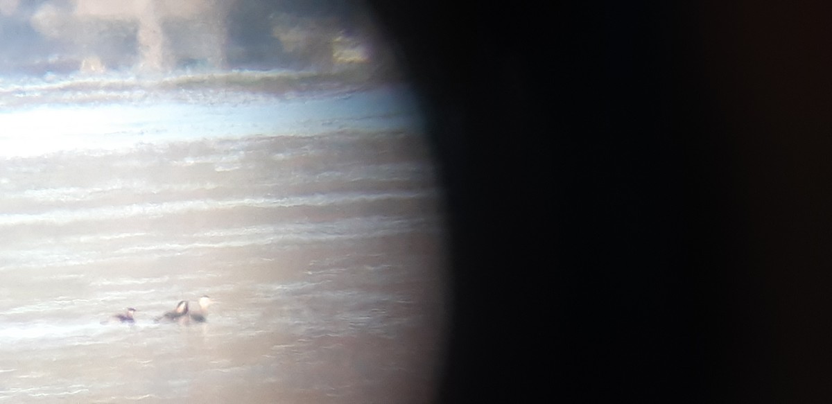 Red-necked Grebe - Tom Wheatley