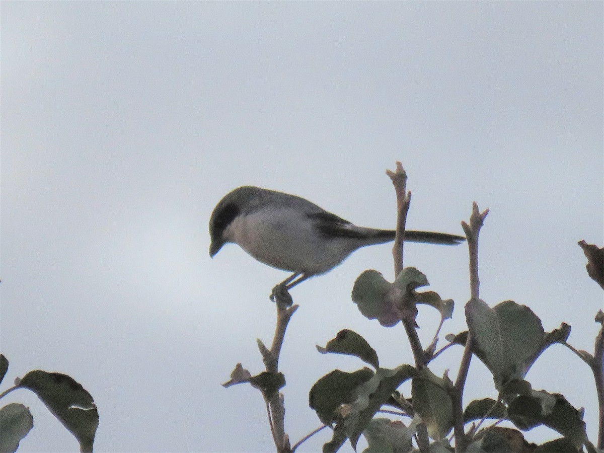 Loggerhead Shrike - ML269457201