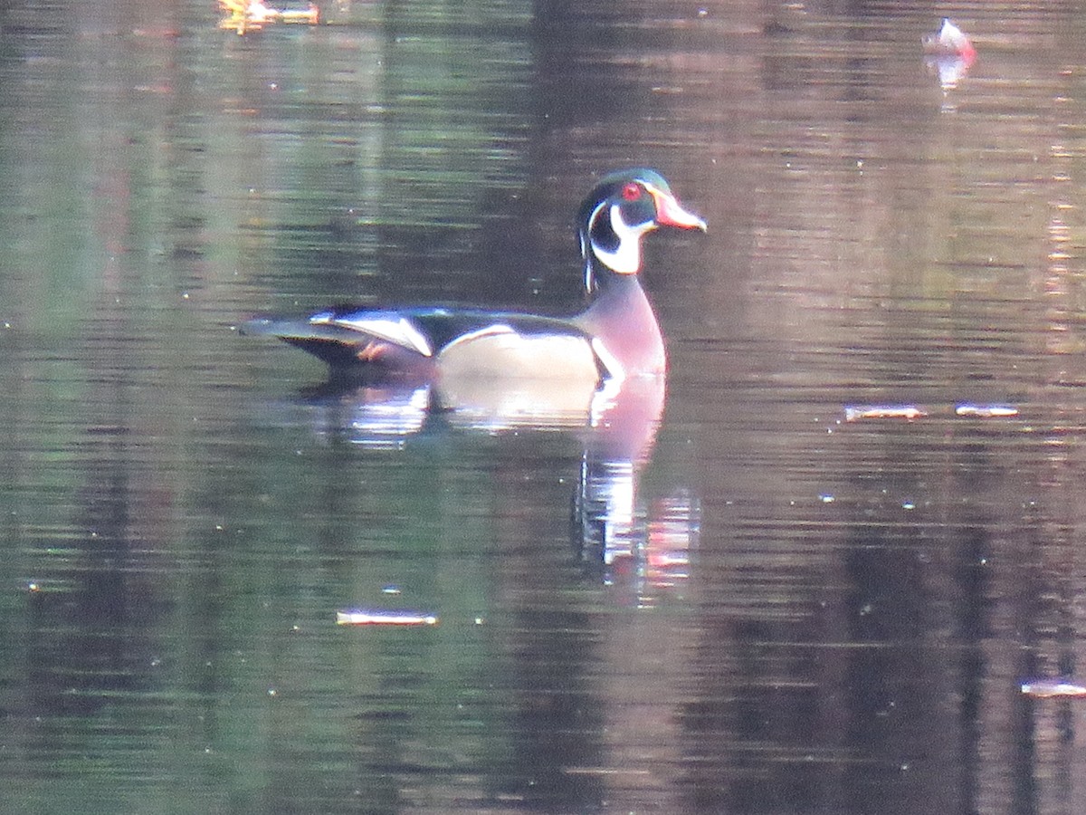 Wood Duck - ML269457221