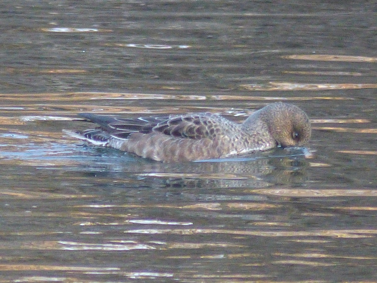 Eurasian Wigeon - ML269458141