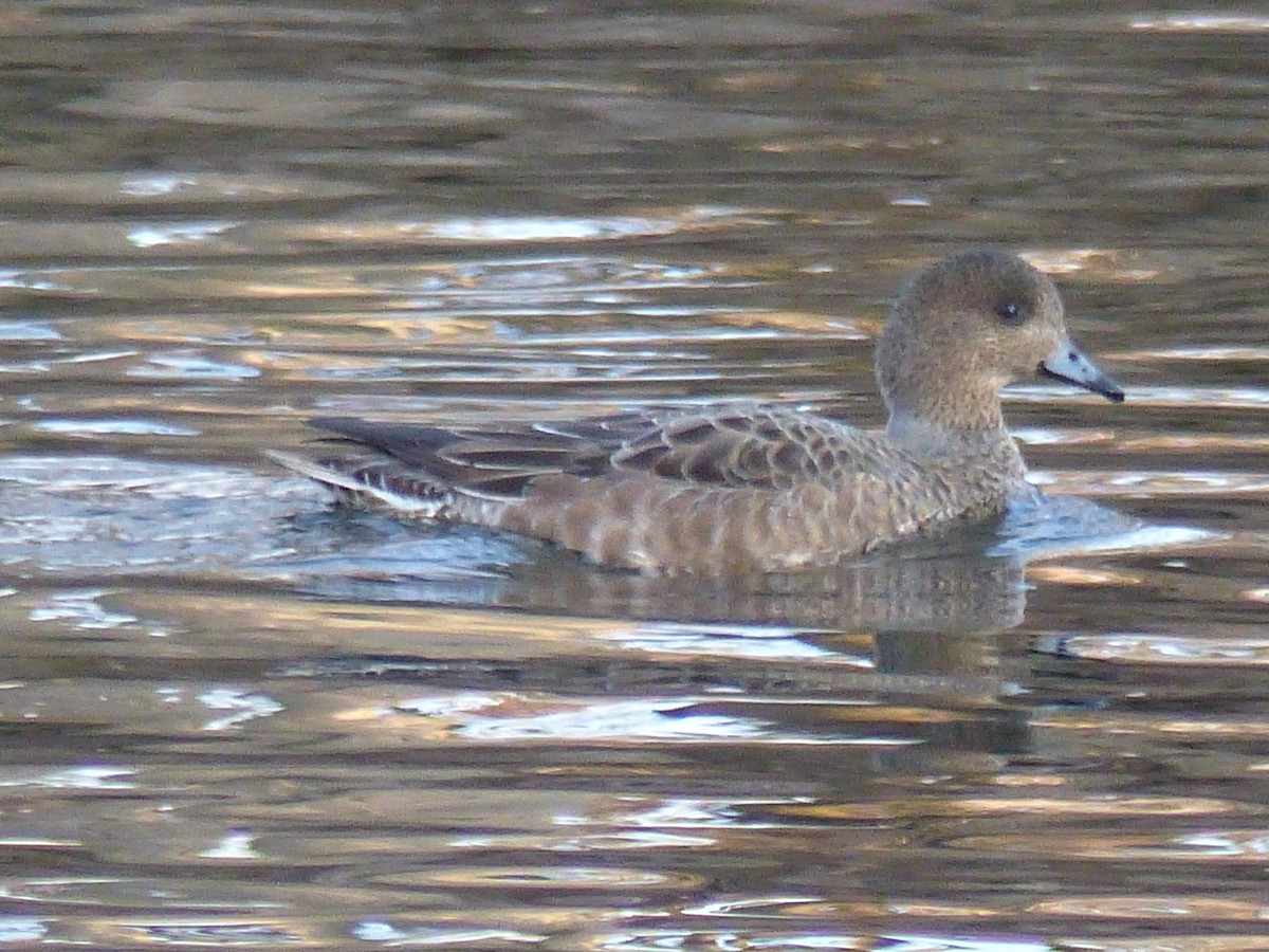 Eurasian Wigeon - ML269458151