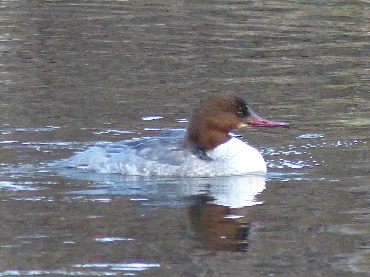 Common Merganser - ML269458341