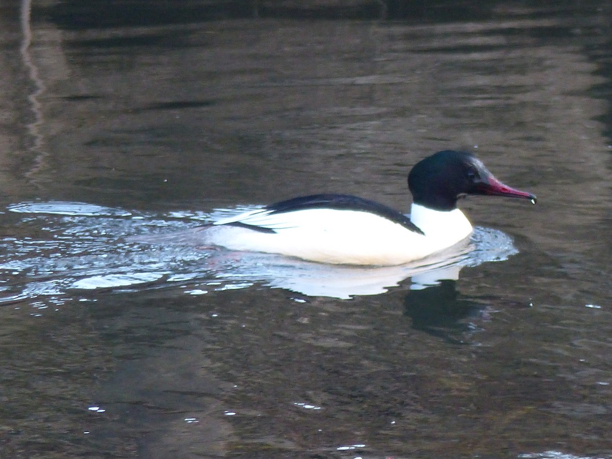 Common Merganser - ML269458461