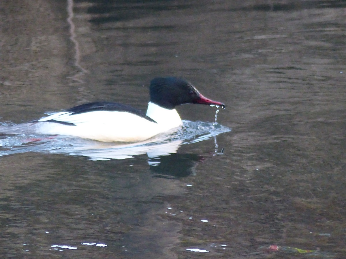 Common Merganser - ML269458471