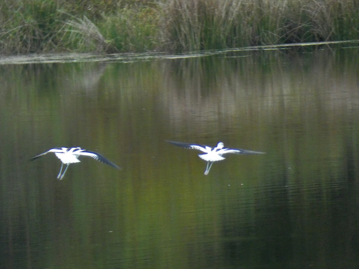 American Avocet - ML269459091