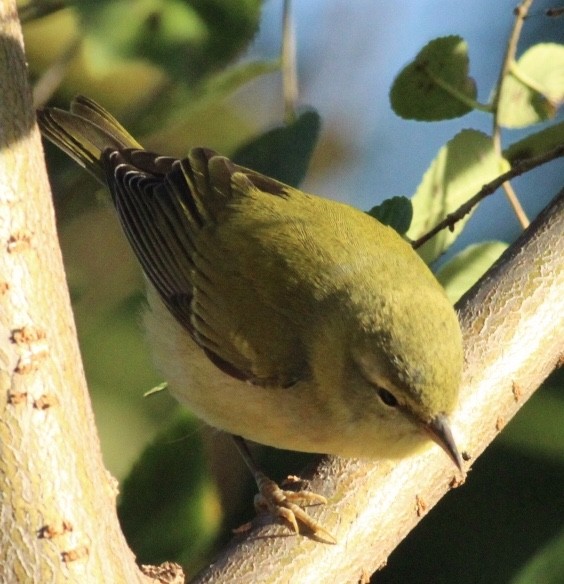 Tennessee Warbler - ML269461081