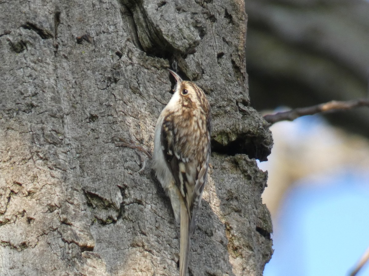 Brown Creeper - ML269463921